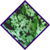 Mint_Choc_Chip.gif (131207 bytes)